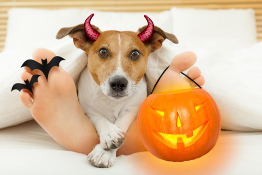 jack russell terrier dog  looking at you  under blanket in bedroom with owner   for halloween with devil horns and pumpkin lantern light