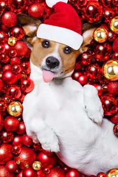 jack russell terrier  dog with santa claus hat for christmas holidays resting on a xmas balls background sticking out tongue