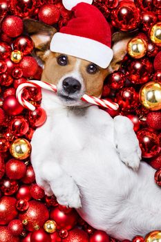 jack russell terrier  dog with santa claus hat for christmas holidays resting on a xmas balls background with candy sugar stick
