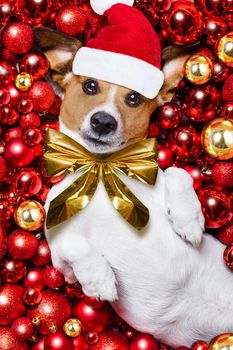 jack russell terrier  dog with santa claus hat for christmas holidays resting on a xmas balls background