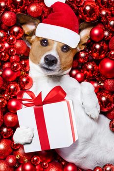 jack russell terrier  dog with santa claus hat for christmas holidays resting on a xmas balls background with gift or present box