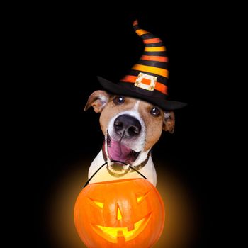 jack russell terrier dog isolated on black background looking at you  with open smacking mouth holding a pumpkin lantern light for halloween
