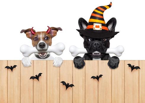 row and group of halloween hungry dogs  in front of wall, isolated on white background,bones in mouth