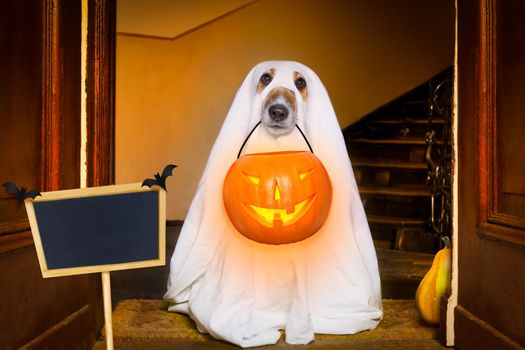 dog sit as a ghost for halloween in front of the door  at home entrance with pumpkin lantern or  light , scary and spooky with placard or banner