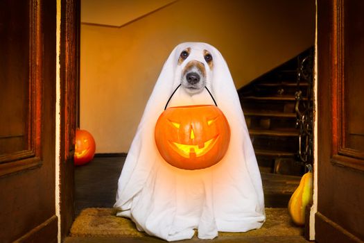 dog sit as a ghost for halloween in front of the door  at home entrance with pumpkin lantern or  light , scary and spooky