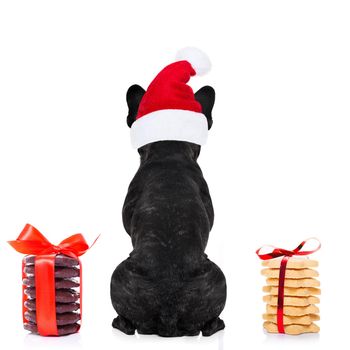 french bulldog dog with red  christmas santa claus hat  for xmas holidays from behind and back torso with  cookies and biscuits