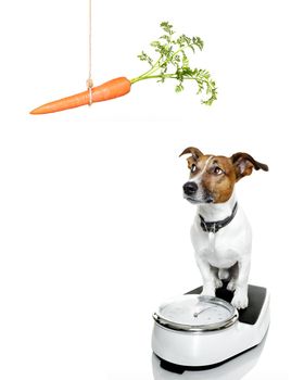 owner punishing dog with carrot  for overweight, and to loose weight , standing on a scale, isolated on white background