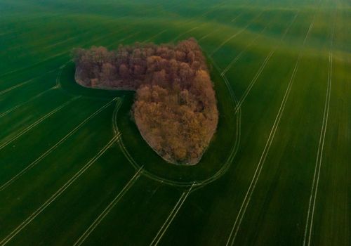 Aerial drone view to copse of love in heart shape at sunrise