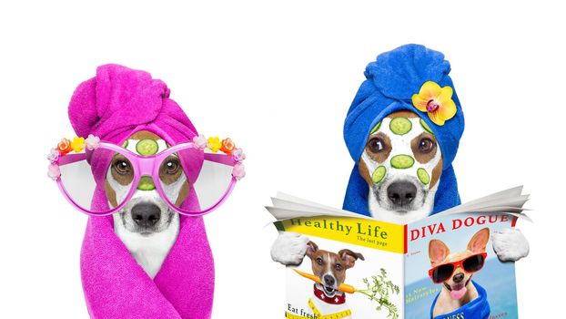 jack russell couple of dogs relaxing  with beauty mask in  spa wellness center , moisturizing cream mask and cucumber , isolated on white background