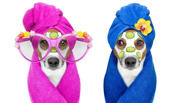 jack russell couple of dogs relaxing  with beauty mask in  spa wellness center , moisturizing cream mask and cucumber , isolated on white background