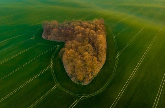 Aerial drone view to copse of love in heart shape at sunrise