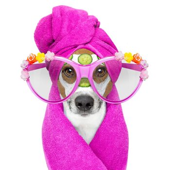 jack russell dog relaxing  with beauty mask in  spa wellness center , moisturizing cream mask and cucumber , isolated on white background