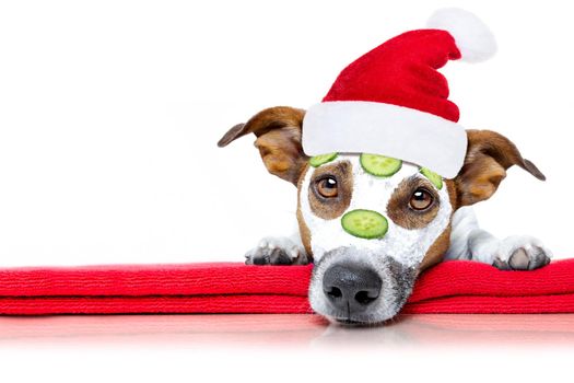 jack russell dog relaxing  with beauty mask in  spa wellness center , moisturizing cream mask and cucumber , isolated on white background, for xmas or christmas holidays