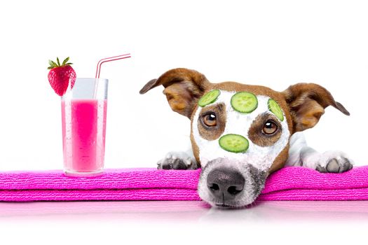 jack russell dog relaxing  with beauty mask in  spa wellness center , moisturizing cream mask and cucumber , isolated on white background, with cocktail smoothie milkshake