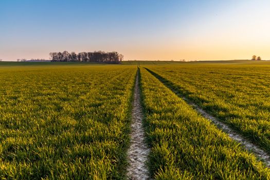 Beautiful sunrise at morning over huge green fields