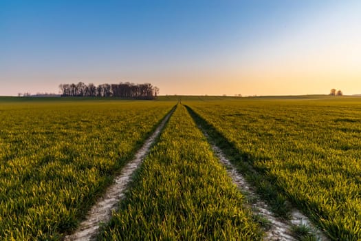 Beautiful sunrise at morning over huge green fields