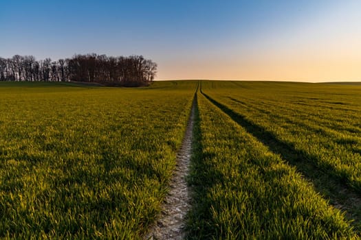 Beautiful sunrise at morning over huge green fields