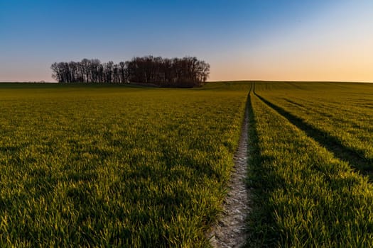 Beautiful sunrise at morning over huge green fields