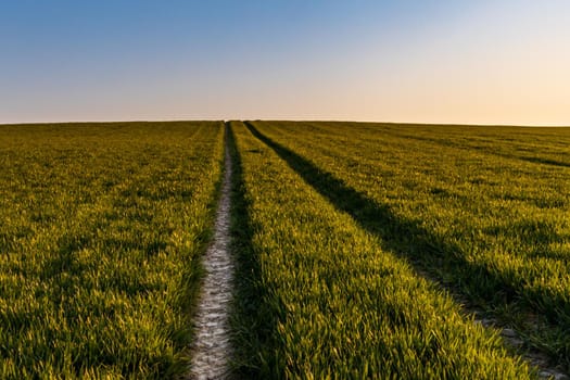 Beautiful sunrise at morning over huge green fields