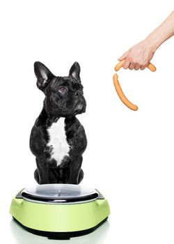owner punishing dog with sausage for overweight, and to loose weight , standing on a scale, isolated on white background