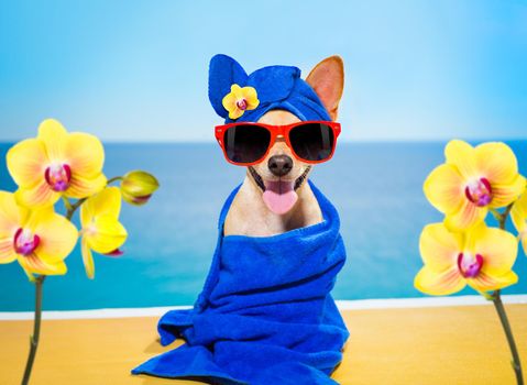 chihuahua dog relaxing  with blue towel in  spa wellness center at the beach