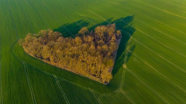 Aerial drone view to copse of love in heart shape at sunrise