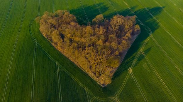 Aerial drone view to copse of love in heart shape at sunrise