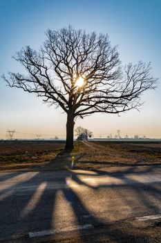 High tree full of small branches with shining sun behind near street full of shadows 