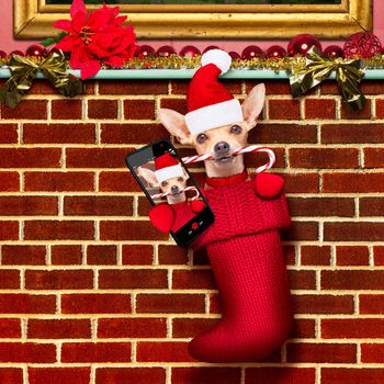 chihuahua dog  inside xmas stockings or socks, for christmas holidays hanging at the wall of chimney , taking a selfie wit smartphone