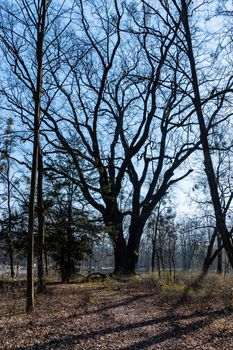 Thick tree in park near park in small park