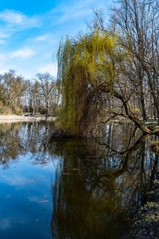 Crooked tree reflecting in pond at Sunny morning in park