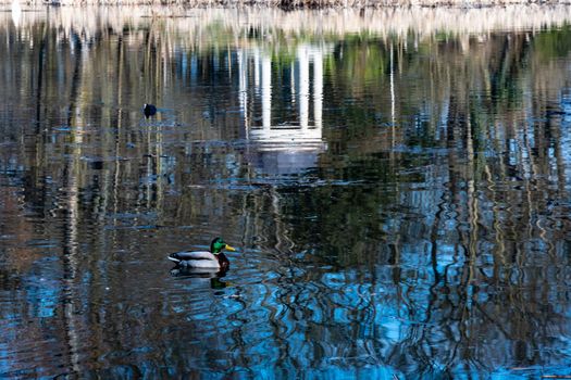 Small duck is swim in small pond with reflections on it in park 