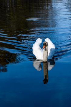 Big old white swan swimming on small pond in park