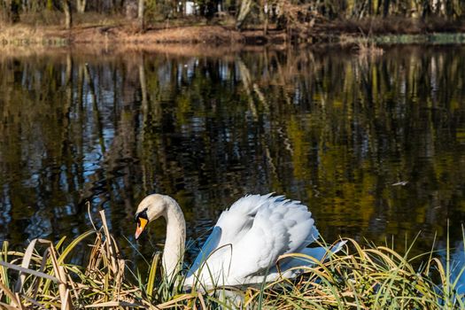 Big old white swan swimming on small pond in park