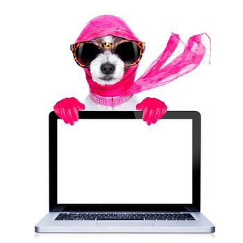 chic fashionable diva luxury  cool dog with funny sunglasses, scarf and necklace, isolated on white background, behind laptop pc computer screen ,searching internet