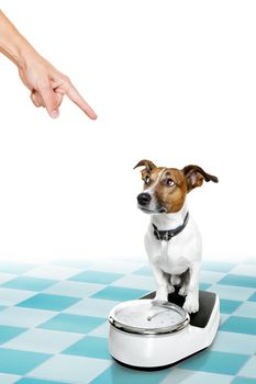 owner punishing dog with guilty conscience pointing with finger for overweight, and to loose weight , standing on a scale, isolated on white background