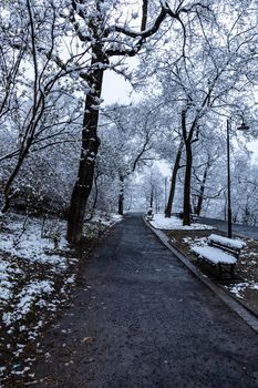 Morning in park full of snow and paths with trees around