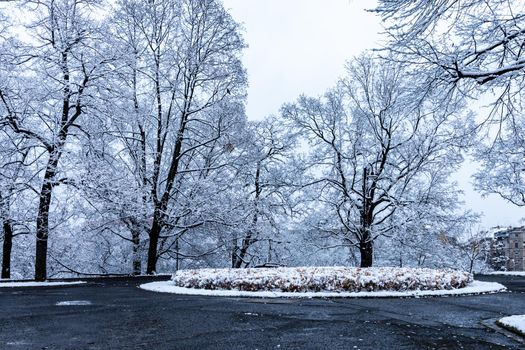 Morning in park full of snow and paths with trees around