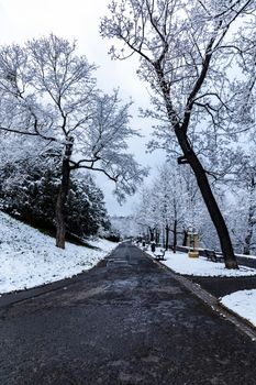 Morning in park full of snow and paths with trees around