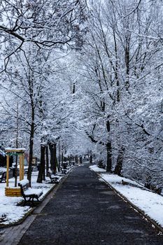 Morning in park full of snow and paths with trees around