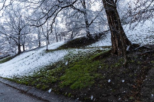 Morning in park full of snow and paths with trees around