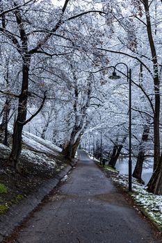 Morning in park full of snow and paths with trees around