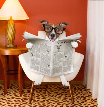 jack russell dog reading newspaper on a chair or  sofa , couch, or lounger , in living room , table and reading light to the side