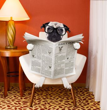 pug dog reading newspaper on a chair or  sofa , couch, or lounger , in living room , table and reading light to the side
