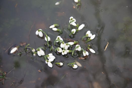 Snowdrops spring flowers in muddy flood waters, UK England, Suffolk 2021. Climate change, extreme weather, global warming. Global floods risk under climate change.
