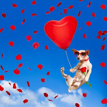 chihuahua dog in love  hanging on balloon, flying and gliding in the sky in the air, while being cool with valentines day rose and balloon wearing red funny heart sunglasses