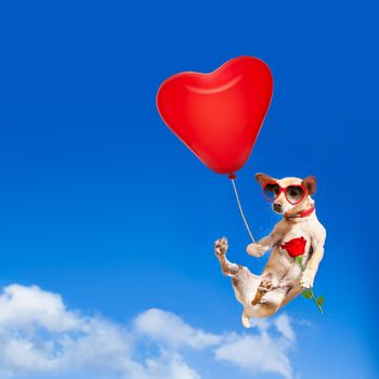 chihuahua dog in love  hanging on balloon, flying and gliding in the sky in the air, while being cool with valentines day rose and balloon wearing red funny heart sunglasses