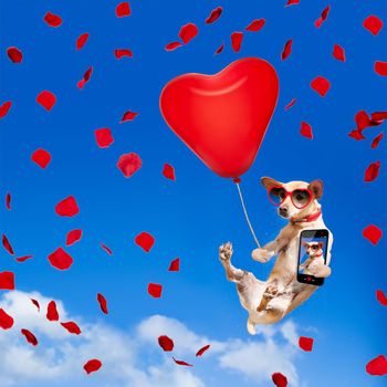 chihuahua dog in love  hanging on balloon, flying and gliding in the sky in the air, while being cool with valentines day rose and balloon, taking a selfie with smartphone to share
