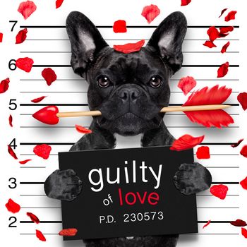valentines bulldog  dog with rose in mouth as a mugshot guilty for love