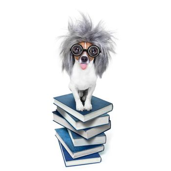 smart and intelligent jack russell dog with nerd glasses sticking out the tongue wearing a grey hair wig on a book stack , isolated on white background